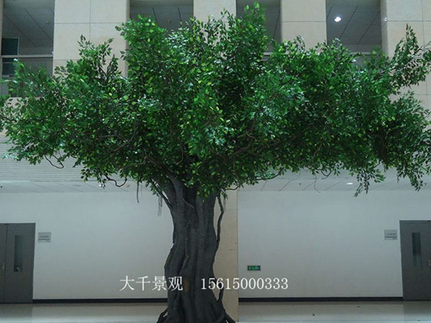 點擊查看詳細信息<br>標題：室內榕樹 閱讀次數：1207