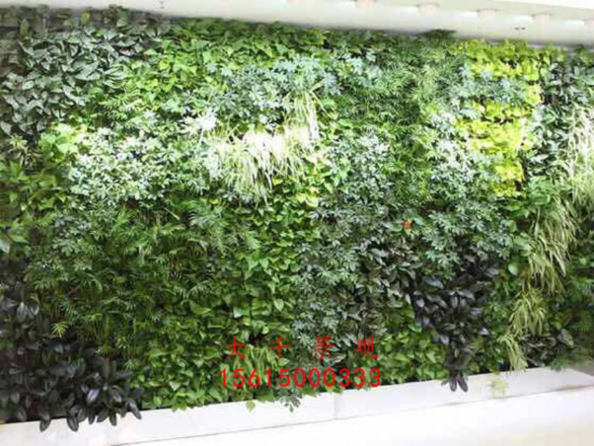 點擊查看詳細信息<br>標題：綠植墻 閱讀次數：2060